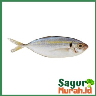 Jual Ikan Selar Segar Fresh Kg Shopee Indonesia