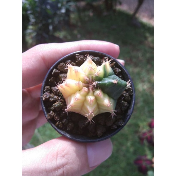 Kaktus Miha Hybrid Yellow