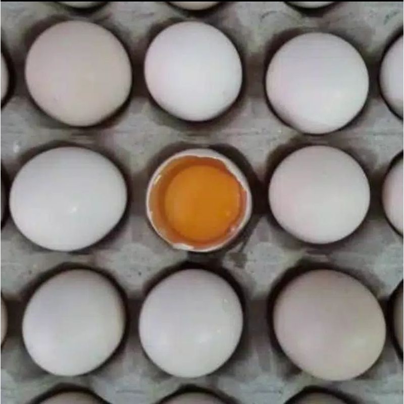 

TELOR AYAM KAMPUNG PER BIJI