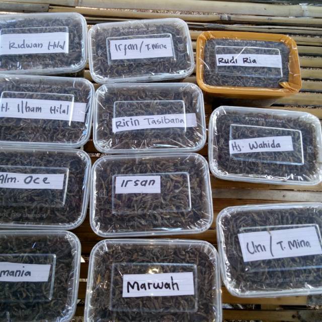 

Penja, Ikan Seribu, Khas Sulawesi Barat