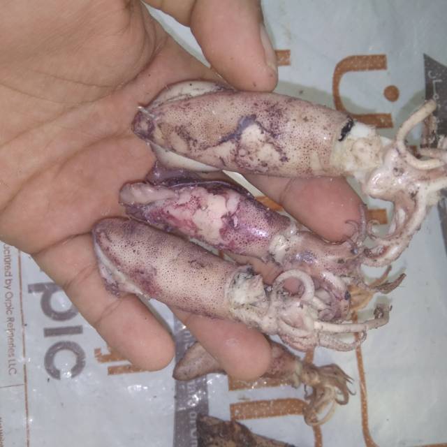 

Cumi Asin isi 250 Gram