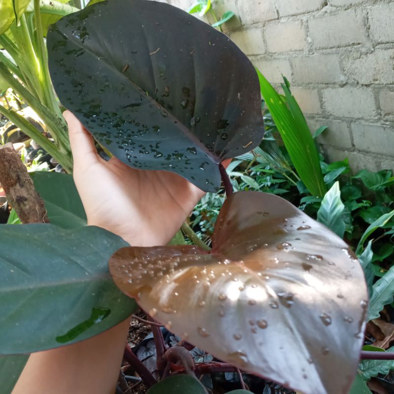 PHILODENDRON BLACK CARDINAL / TANAMAN HIAS PHILODENDRON BLACK CARDINAL / PHILODENDRON MURAH / TANAMA