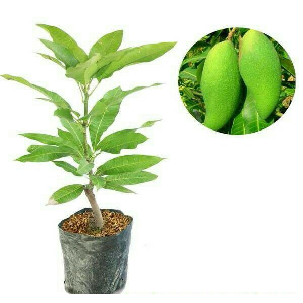 bibit buah mangga yuwen