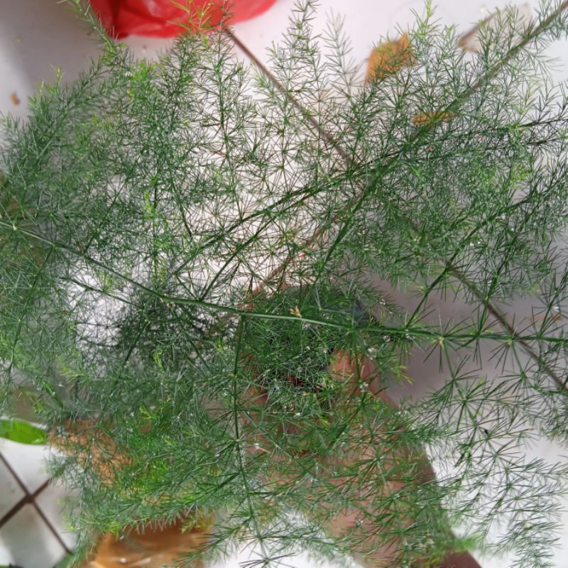 tanaman hias Cemara asparagus/bibit tanaman hias asparagus Cemara hias Cemara asparagus cantik