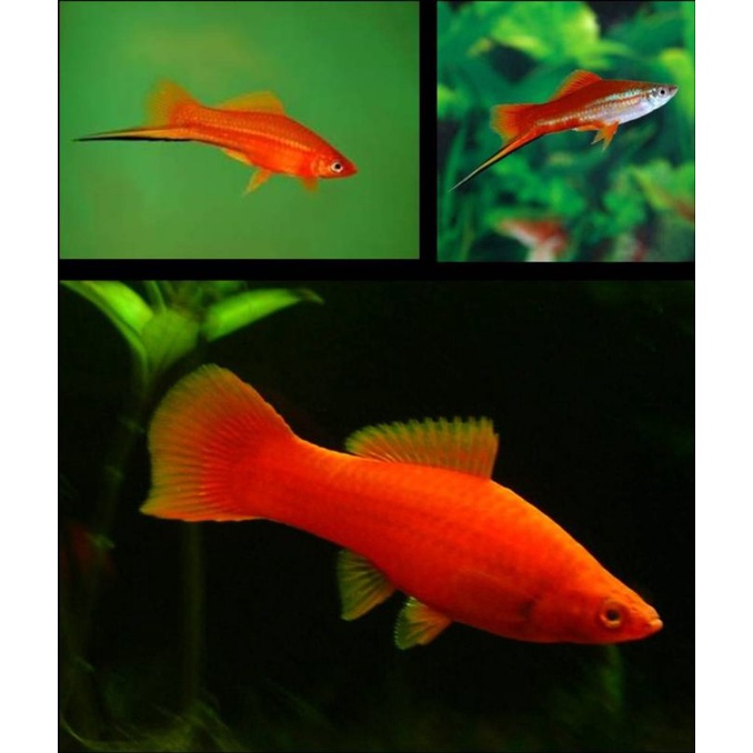 Ikan platy/sate/ikan pedang merah