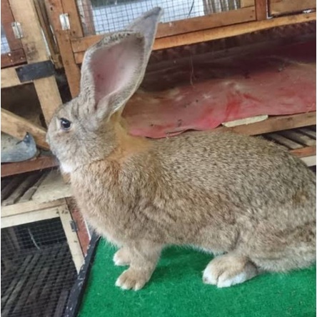 Kelinci Jumbo Raksasa SUPER BESAR Flemish Giant