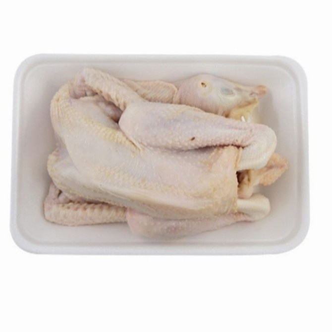 

Ayam Pejantan Hidup