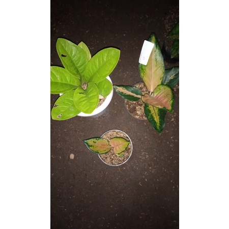 paket 3 tanaman jemani lemon//sultan brunei//kocin tembaga sunrise