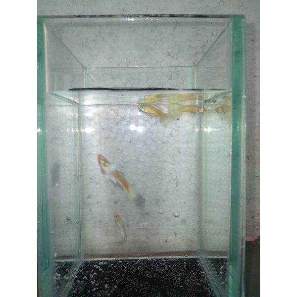 Guppy Albino Full Platinum