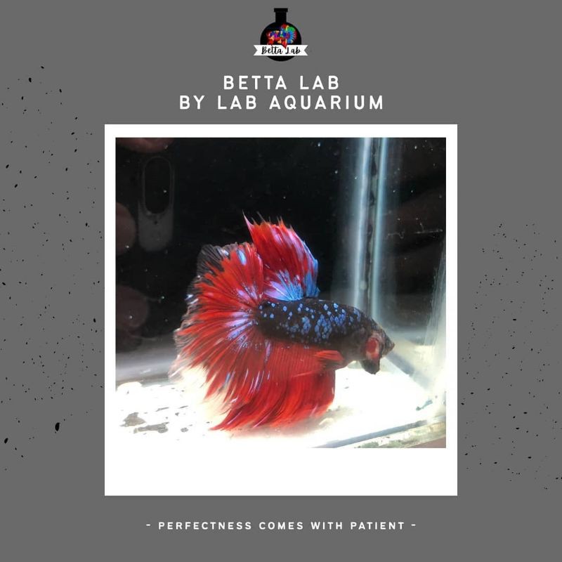 Ikan Cupang Giant Avatar Halfmoon Rosetail