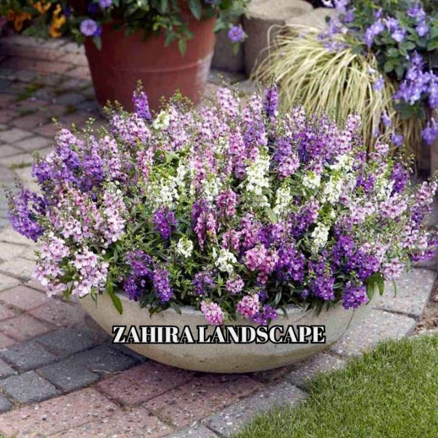 Tanaman Hias Bunga Lavender - Lavender Angelonia - Lavenda - Tanaman Pengusir Nyamuk