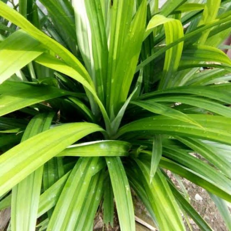 

Daun Pandan Wangi - Pandan pelezat Rasa