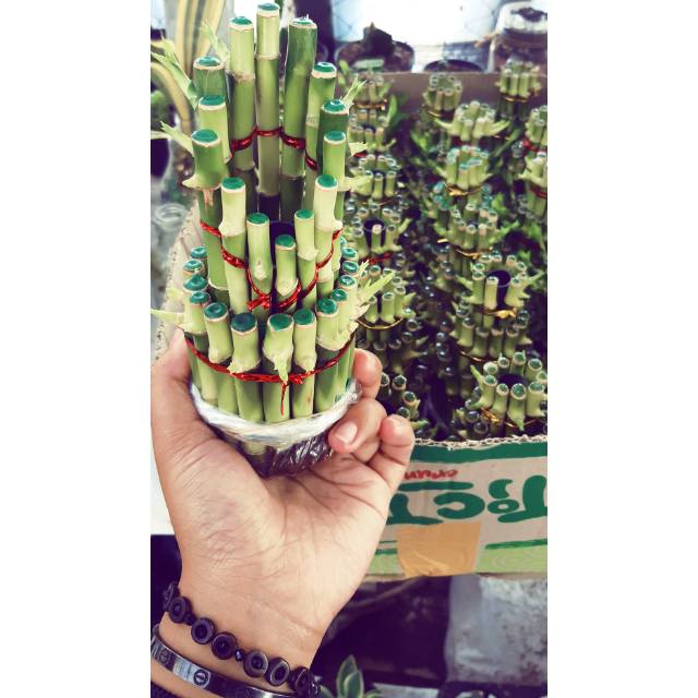 Bambu hoky / bambu rejeki / sri rejeki / bambu china