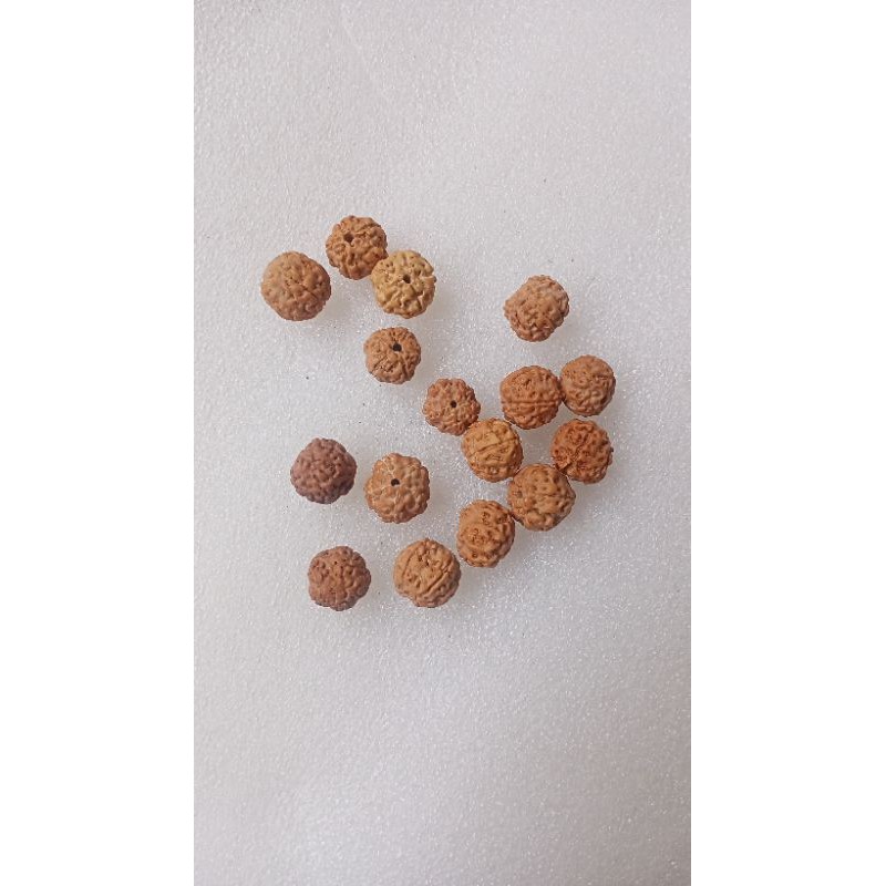 25 pcs biji jenitri asli bahan manik gelang kalung