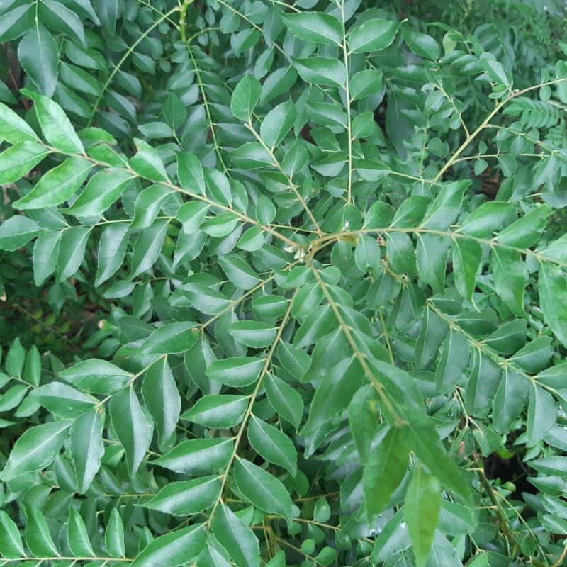 

Daun Kari Segar 50 gr Bersih Tanpa Tangkai Salam Koja