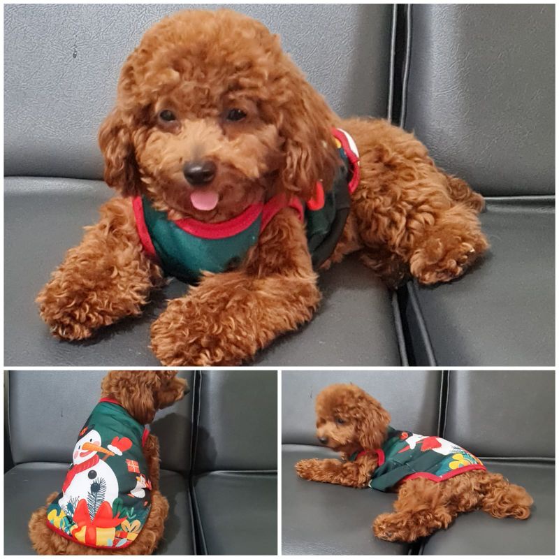 Baju Kaos Doggie Tema Natal Christmas Winter