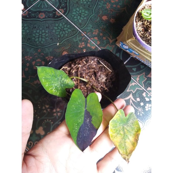 Colocasia Black Marble