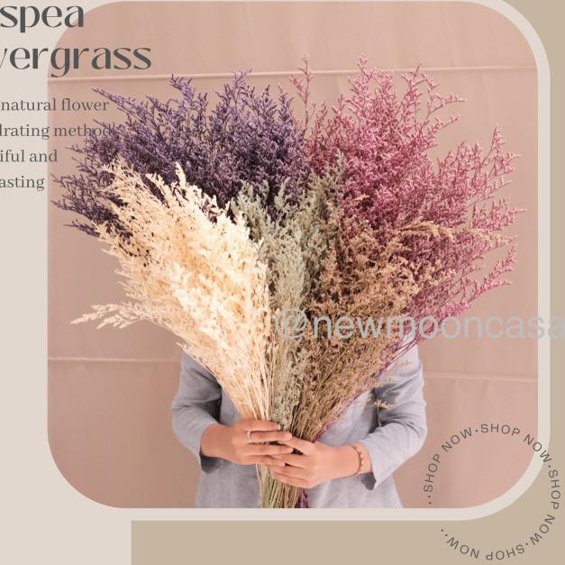 ◊ PROMO GROSIR MURAH Natural Dried Flower Bunga Kering Caspia Caspea - NATURAL ✺