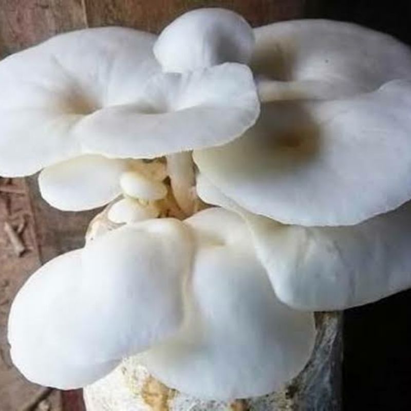 

jamur tiram 250 gram [ instan & sameday ]