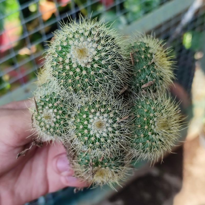 Kaktus lening ownroot / Notocactus leninghausii ownroot