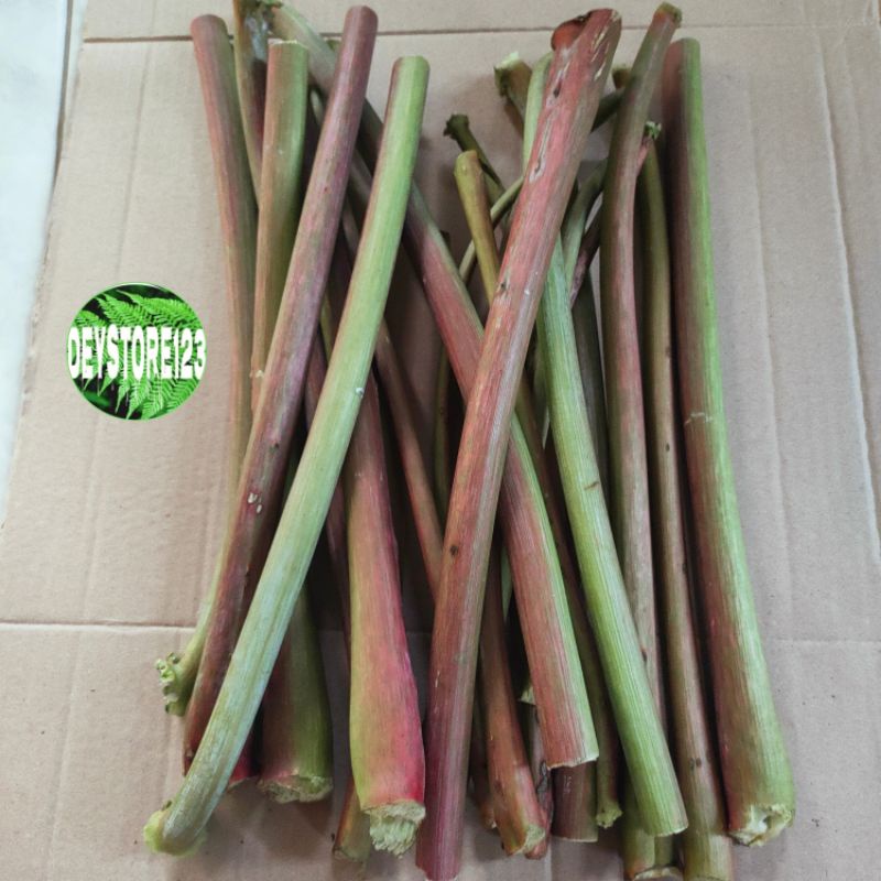 

Batang Daun kaliki Merah 500 Gram