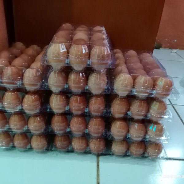 SGS MIKA TELUR ISI 15 Dengan Pengunci