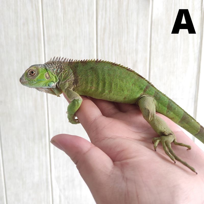 Green Colombia Iguana Reptil Reptile Murah