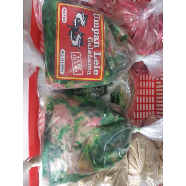 umpan galatama lele sang juara daging biawak
