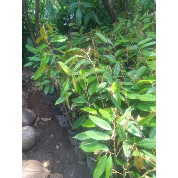 bibit durian musang king Okulasi cepat berbuah bibit durian musangking pohon durian musangking tanam