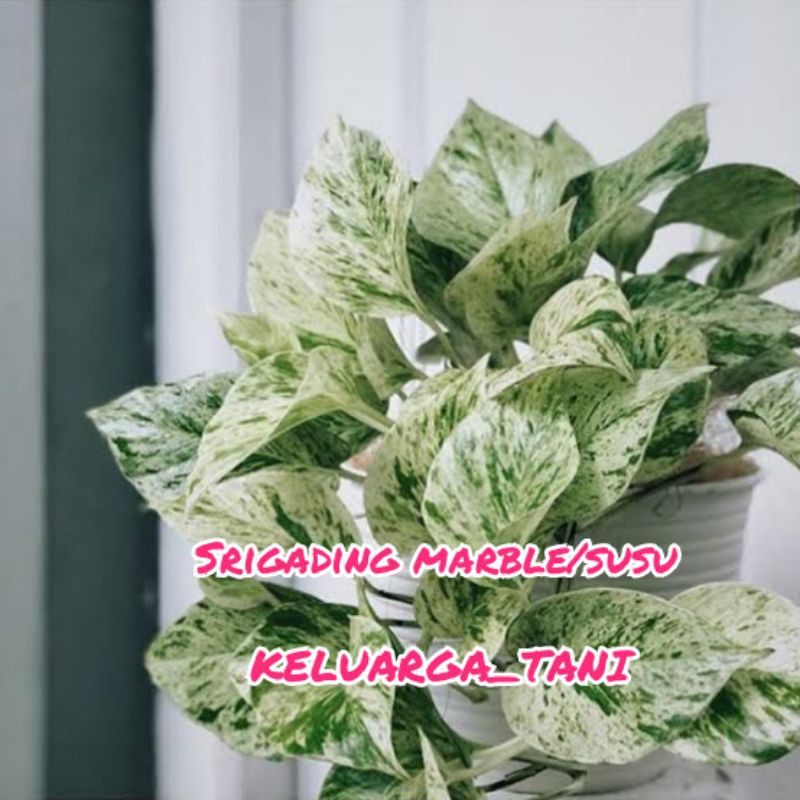 Tanaman Srigading Varigata/Srigading Susu/Srigading Marble