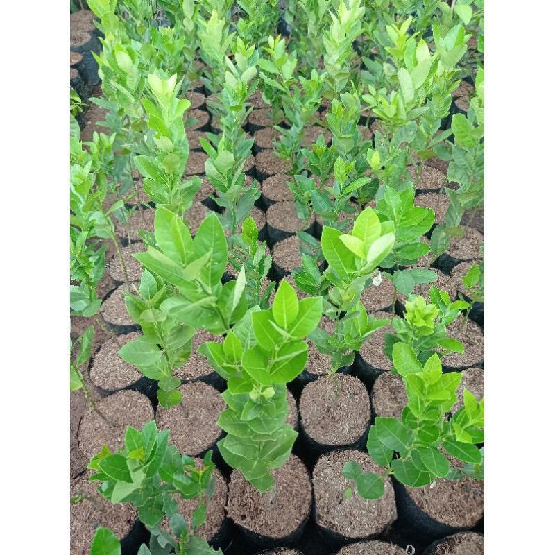 Tanaman Jeruk Lemon,Jeruk Lemon