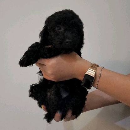 Anjing Poodle Stambum