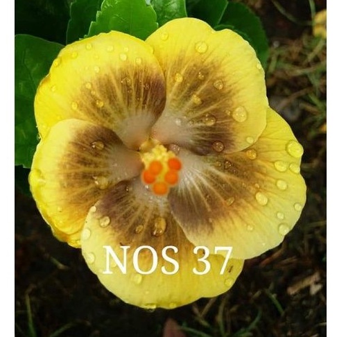 Bunga sepatu langka tanaman hidup hibiscus nos 37