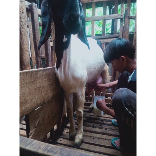 

susu kambing etawa assyifa