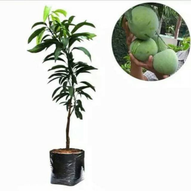 Bibit buah mangga kelapa