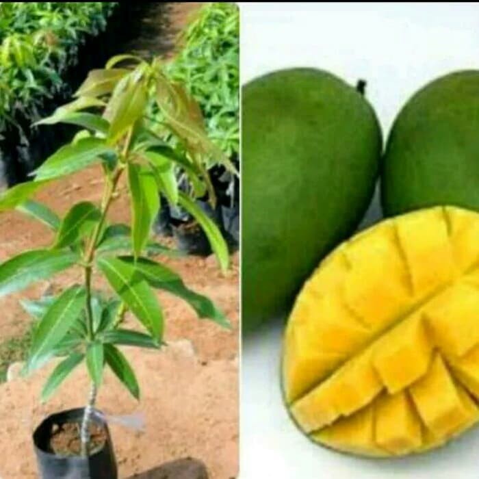jual bibit mangga indramayu pohon mangga indramayu