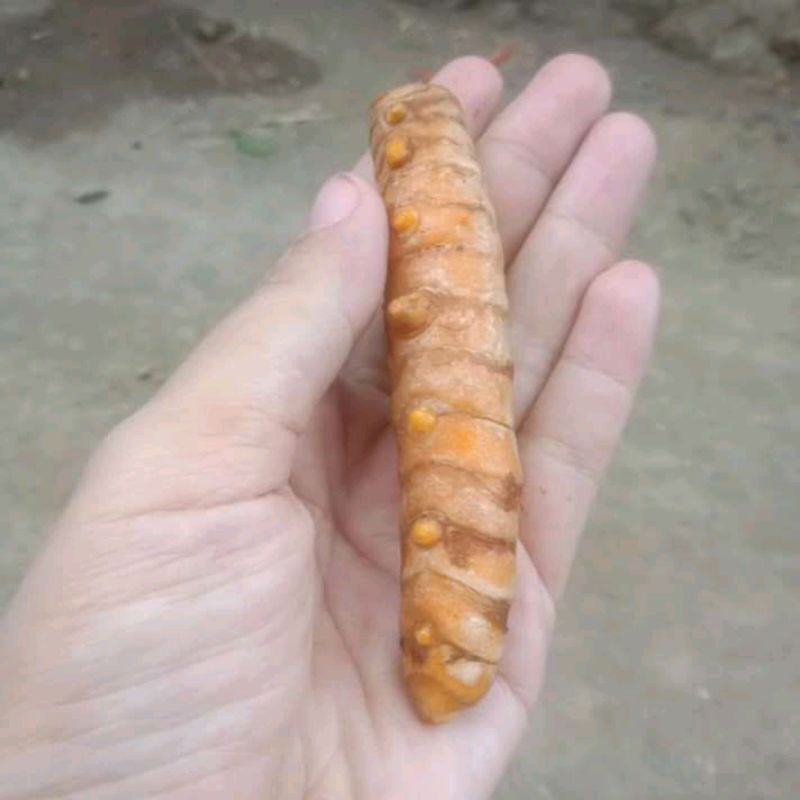 

kunyit segar obat herbal 1 kg