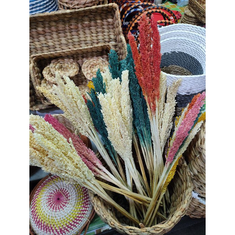 

bunga sorgum bunga cantel kering