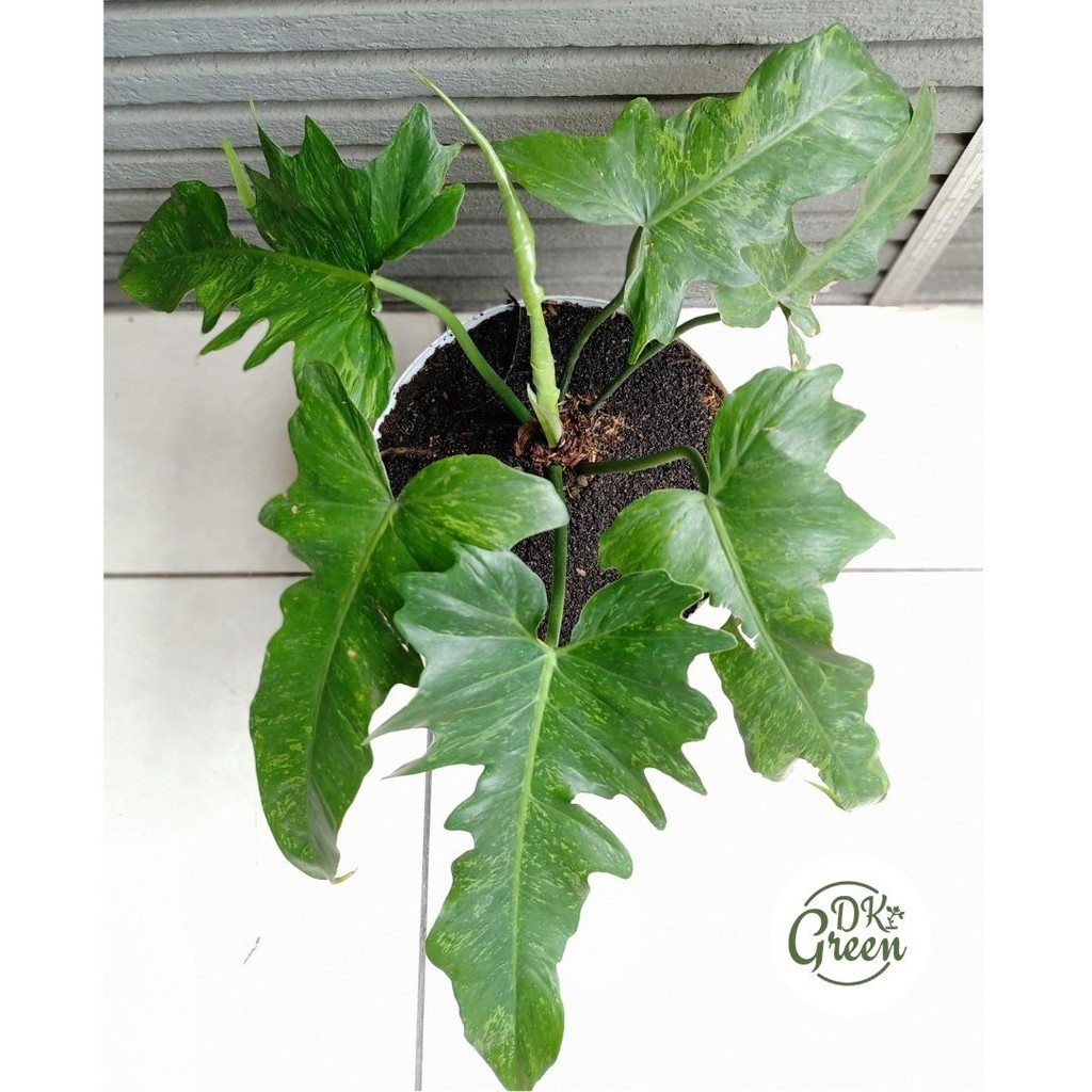 Philodendron Golden Dragon varigata
