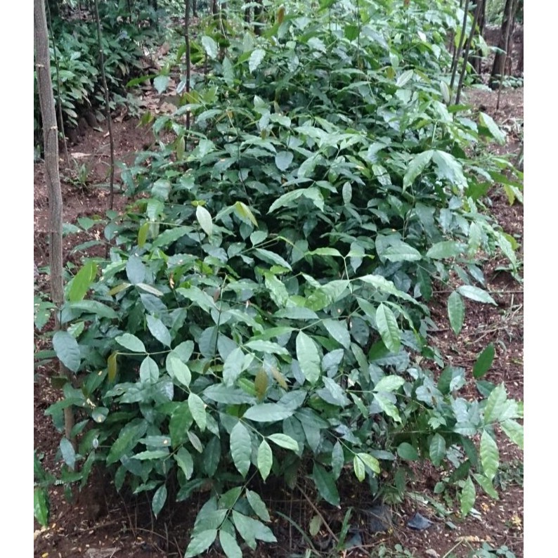 

Bibit Kopi Robusta Unggul Siap Tanam