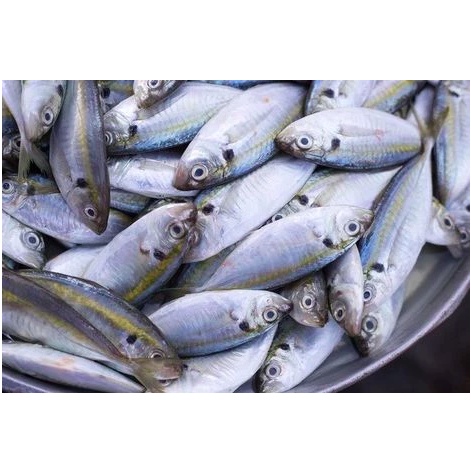 

ikan kembung harga 500gram