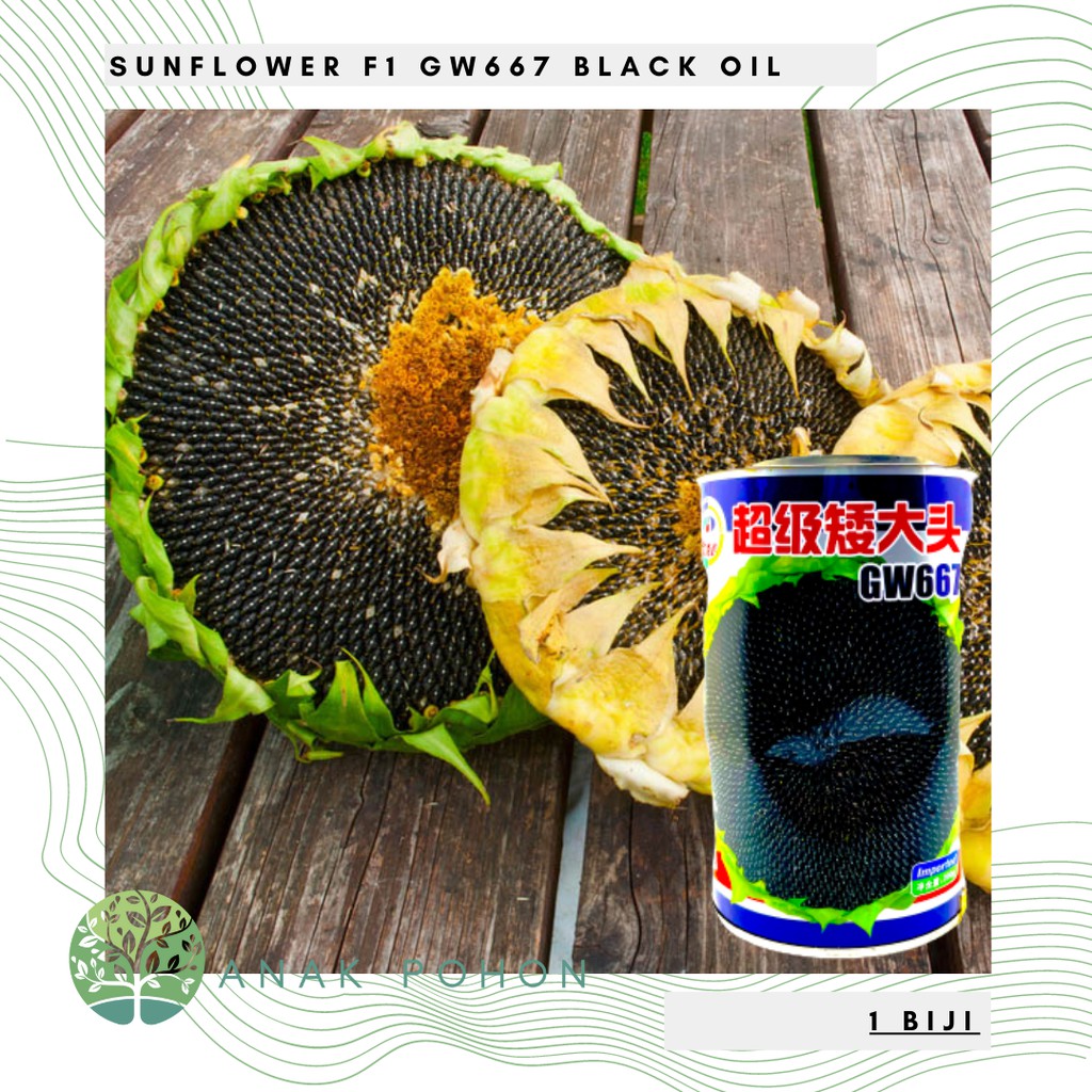 Benih Bibit Biji - Sunflower Black Oil F1 Varietas GW667 Kuaci Bunga Matahari Seeds