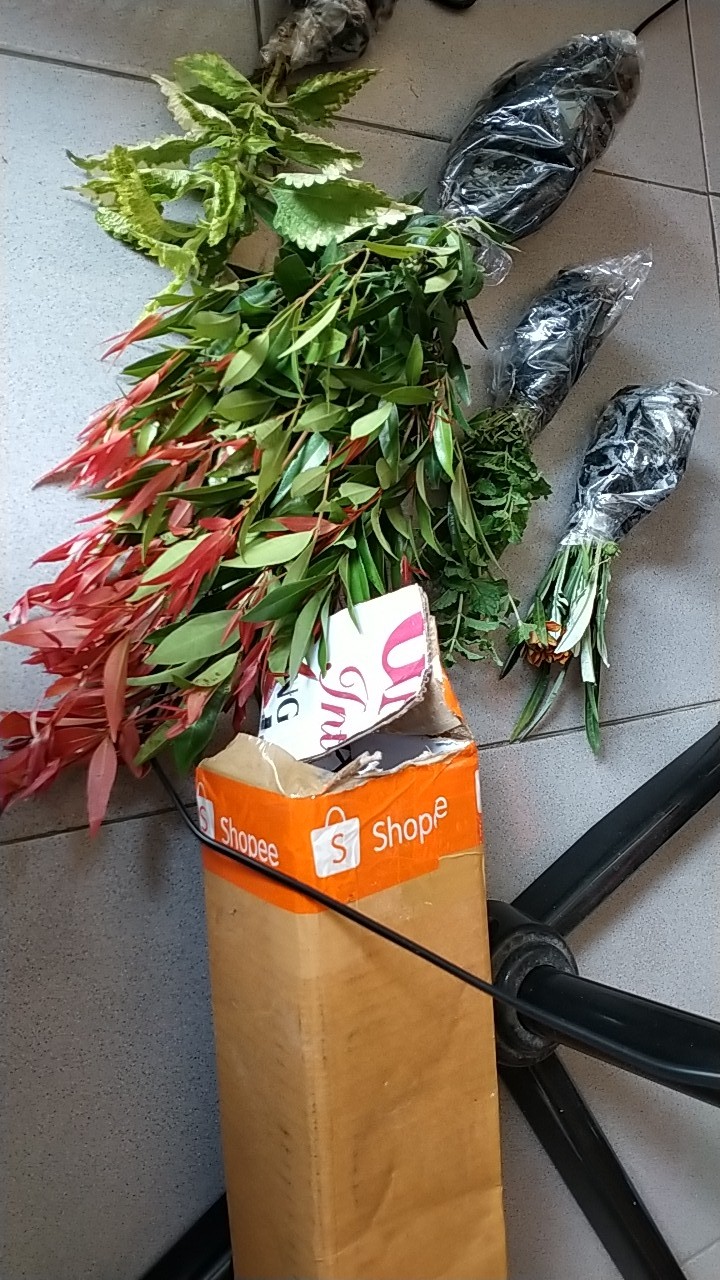 Daun Mint Spearmint Promo Beli 5 Gratis 1