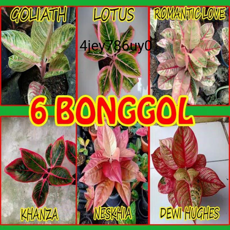 6 paket Bonggol aglonema