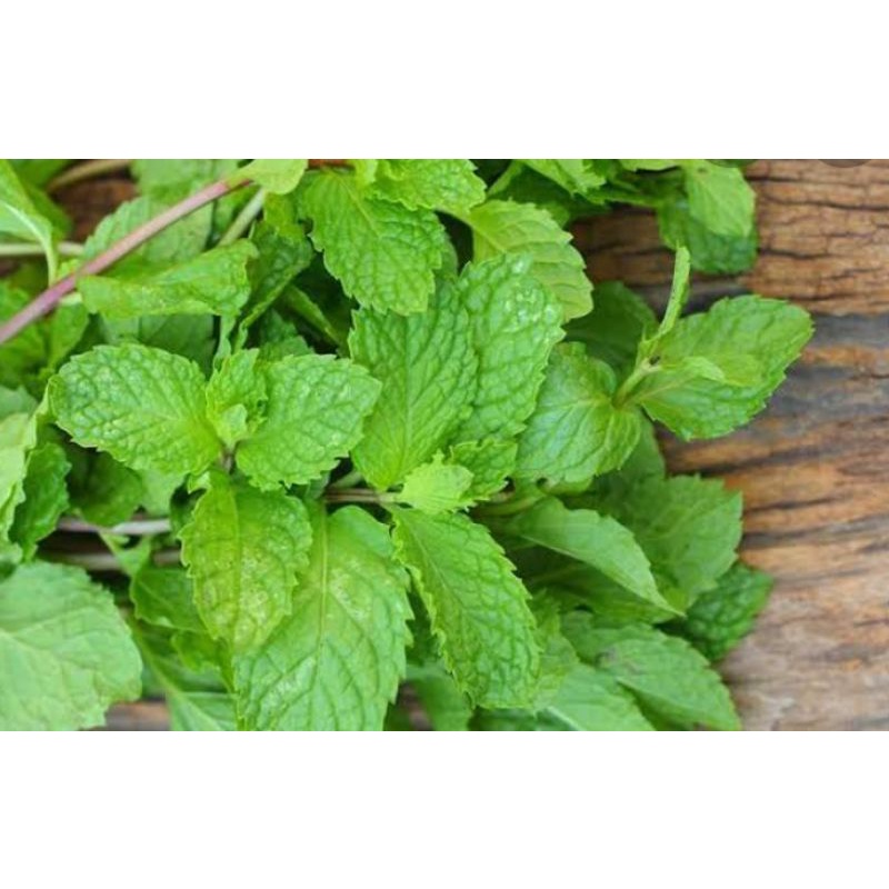 

daun mins fress 250 gram