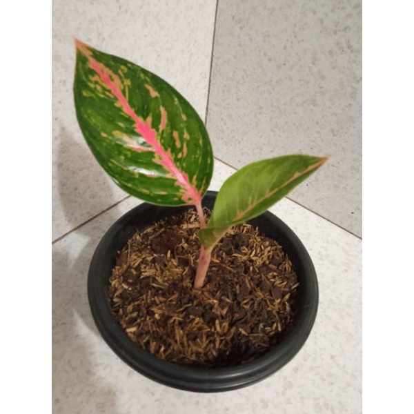 Aglonema gatot kaca / baby daun 1, 2