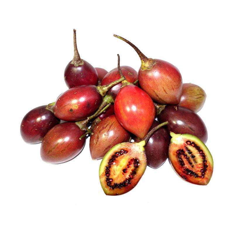 

PROMO TERONG KORI / BELANDA / UNGU MURAH