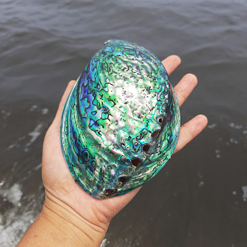 Cangkang Kerang hias / Kerang abalone / Cangkang kerang laut