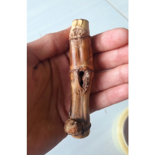 Bambu Combong Lubang Alami / Bambu Kuning Combong / Bambu Pembenteng Diri