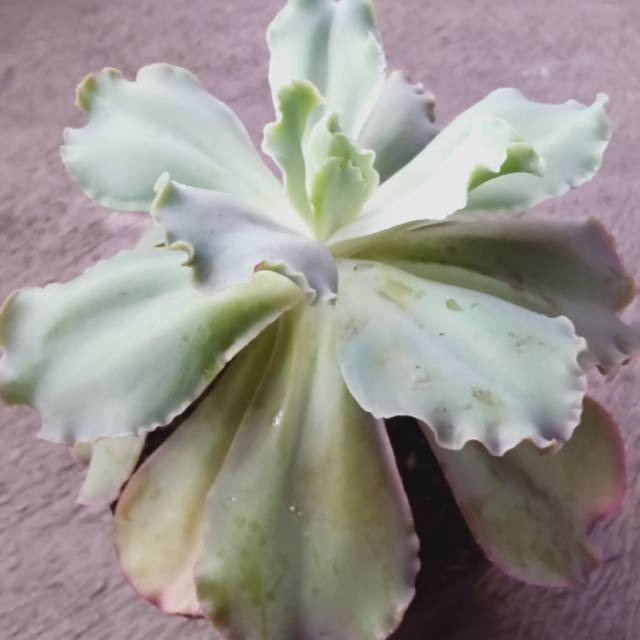 santisusanti_123